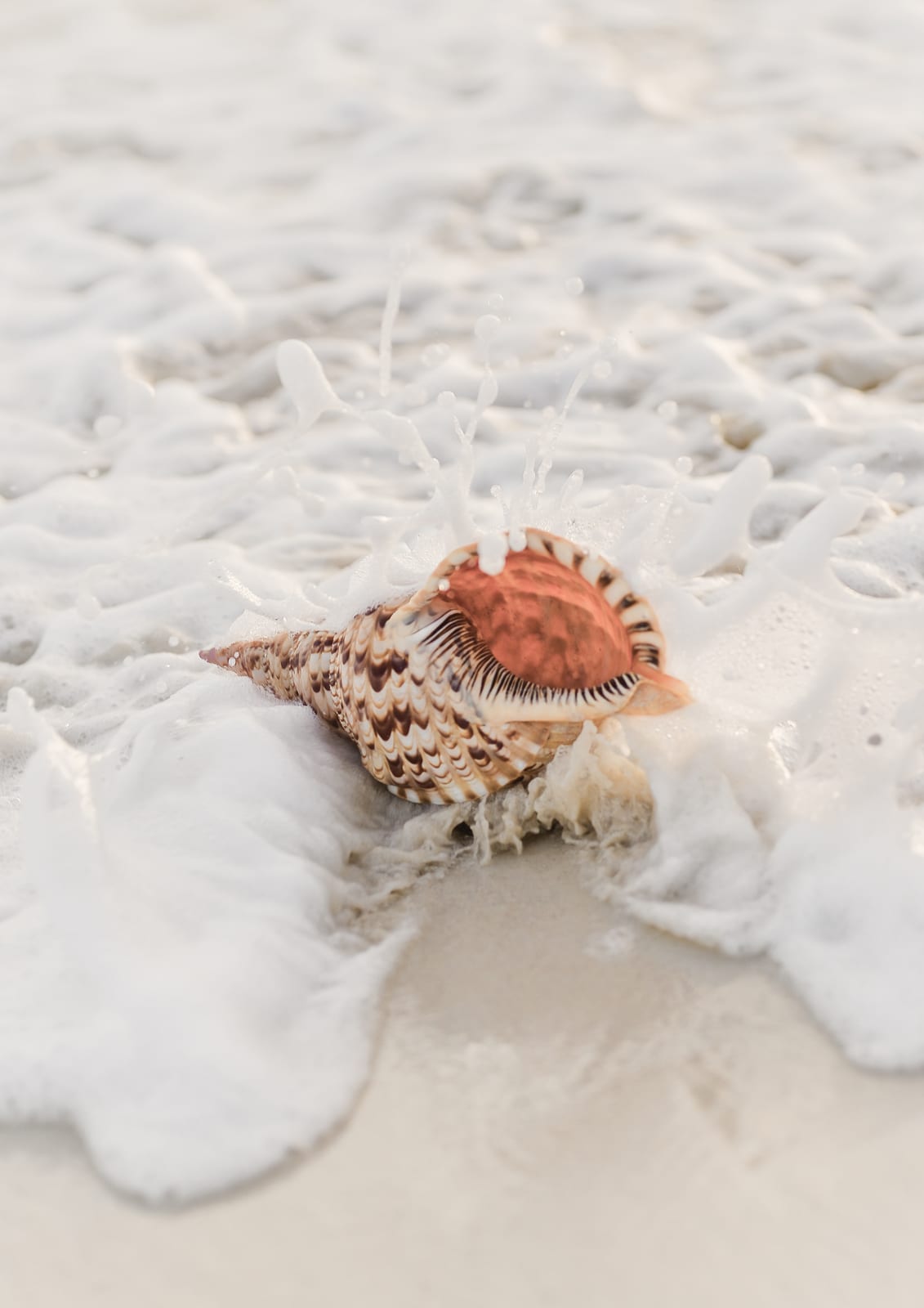 shell surrounded by foam.