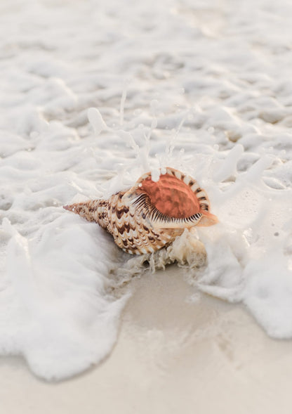 shell surrounded by foam.