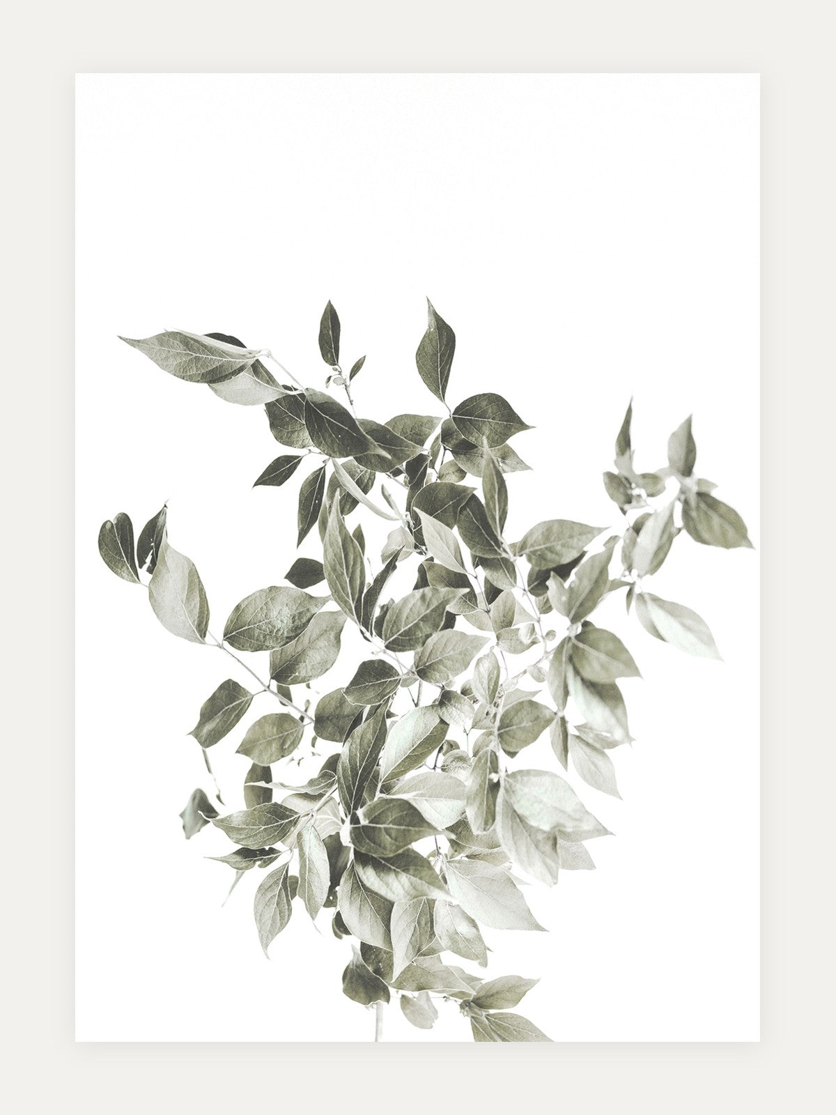 A softly toned leafy branch arranged against a clean white ground.